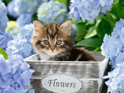 Alternative view of PUZZLE RAVENSBURGER 300 MUCA V CVETLIČNEM LONČKU