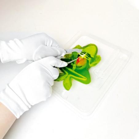 Slimy Dissect-It Grenouille à Disséquer - Kit Anatomie Éducatif STEM Avec Squelette Et Organes - Jouet Slime Apprentissage Dès 6 Ans