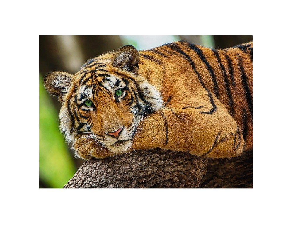 TREFL PUZZLE 500 TIGER - Image 2